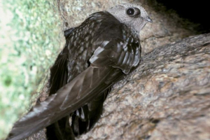 Smoky iglice - bird- ferk Smoky iglice - bird- ferk