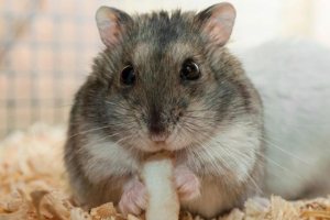 Dzhungarian hamyak Dzhungarian hamyak