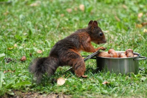 Bilo da proteini jedu orahe? Ako je tako, što?