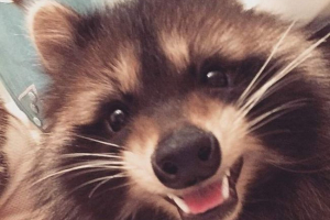 Rakun fedor iz moskve postao je zvijezda Rakun fedor iz moskve postao je zvijezda