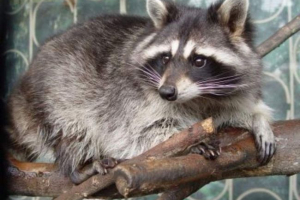 Rakun gurman smjestio se na periferiji san francisca Rakun gurman smjestio se na periferiji san francisca