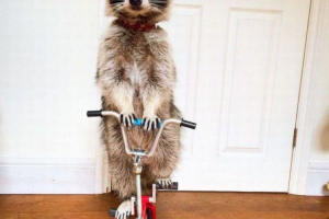 Rakun melanie Rakun melanie