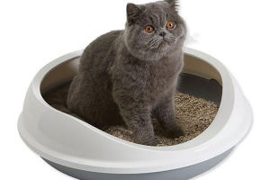 Ako se uskoro pojavi mačka Ako se uskoro pojavi mačka