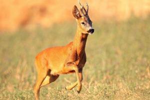 Europska ruža Europska ruža