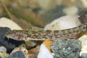 Europska (obična) chufur: od vrste lijepih goltsi Europska (obična) chufur: od vrste lijepih goltsi