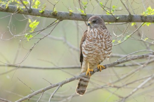 Europski tivik Europski tivik