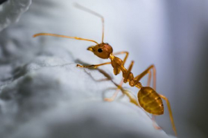 Faraon mrav Faraon mrav