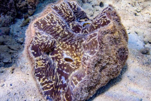 Porculanski mekušac s izuzetnim umivaonikom Porculanski mekušac s izuzetnim umivaonikom