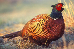 Fazan: foto i ptičji opis Fazan: foto i ptičji opis