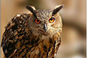 Filin - pažljiva ptica. Fotografija, opis Filin - pažljiva ptica. Fotografija, opis