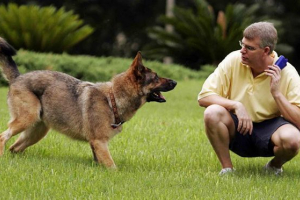 Fizička priprema pasa Fizička priprema pasa