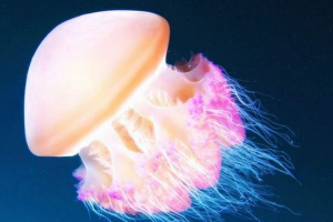 Fizika: meduza plutaju u skladu s metodom usisivač Fizika: meduza plutaju u skladu s metodom usisivač