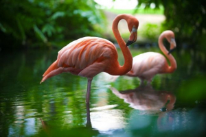 Flamingo Flamingo