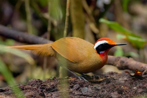 Flaturistički ovčar Flaturistički ovčar