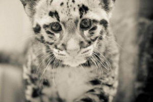 Florida smoky leopard pružio je nove fotografije svojih mladih Florida smoky leopard pružio je nove fotografije svojih mladih