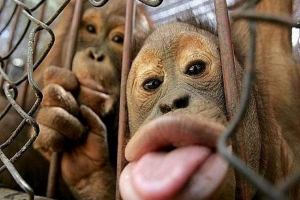 Fotografije zakrivljenih životinja Fotografije zakrivljenih životinja