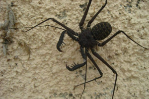 Flines - pauci s antenama Flines - pauci s antenama