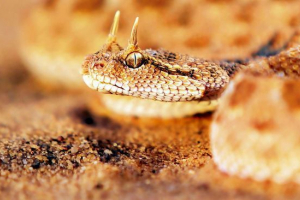 Gabonskaya gaduk Gabonskaya gaduk