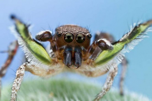 Gabroron - pauk iz obitelji šampiona Gabroron - pauk iz obitelji šampiona