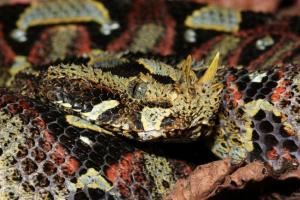 Gadyuk-rhino - velika afrička zmija