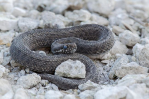 Gaduka stepa Gaduka stepa