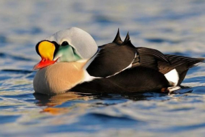 Gaga-grebenushka - divlja patka sa svijetlim kapicom na tipkovnici Gaga-grebenushka - divlja patka sa svijetlim kapicom na tipkovnici