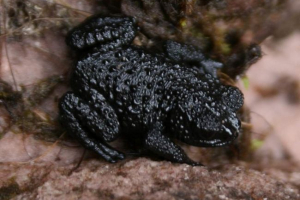 Šljunčani toad - sprinter, slijedi težak Šljunčani toad - sprinter, slijedi težak