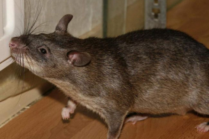 Gambijanska hrčka štakora - grupa glodavaca Gambijanska hrčka štakora - grupa glodavaca