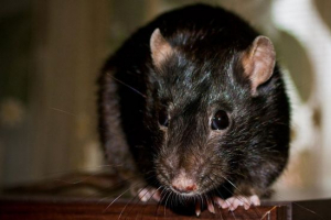 Gambijski štakor Gambijski štakor