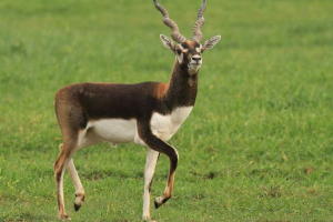 Garna - antelope s vijcima umjesto rogova Garna - antelope s vijcima umjesto rogova