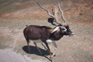 Garna - vinnyoga antilope odmah iz indije Garna - vinnyoga antilope odmah iz indije