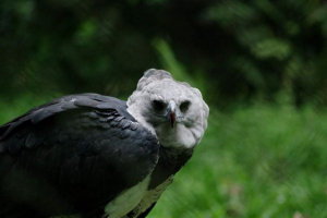 Garpija južnoamerikanac Garpija južnoamerikanac