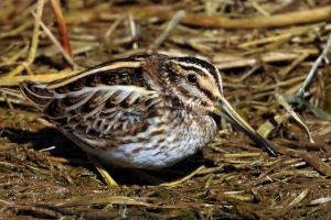 Griz. Opis ptica garshnep