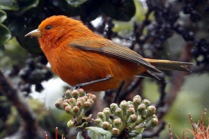 Havajsko drvo - akepa Havajsko drvo - akepa