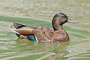 Havajska patka Havajska patka