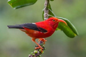 Havajski cvjetovi - povijest egzotičnih ptica Havajski cvjetovi - povijest egzotičnih ptica