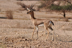Gazelles - brzi i graciozni preživači