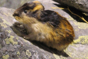 Gdje lemmming prebiva Gdje lemmming prebiva