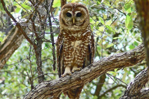 Gdje žive sove? Gdje žive sove?