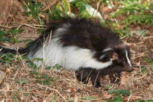 Gdje živi skuns? Gdje živi skuns?