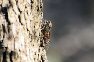 Gdje žive cicadas? Gdje žive cicadas?