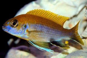 Gephirochromis mura - ciklids koji voli mir Gephirochromis mura - ciklids koji voli mir