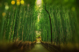 Biljni svijet azije: opis, naslovi i fotografije