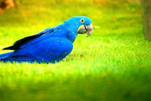 Hyacinth ara Hyacinth ara