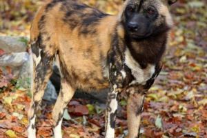 Hyenal dog - goli motley wolf Hyenal dog - goli motley wolf