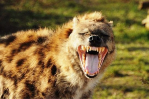Zašto se hyenas smijeh Zašto se hyenas smijeh