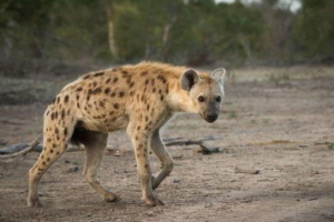 Gyen je uočio Gyen je uočio