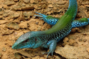 Giant amive: opis, slike za fotografije Giant amive: opis, slike za fotografije