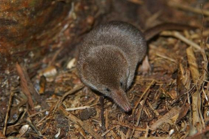 Giant barozubka: opis, značajke i staništa Giant barozubka: opis, značajke i staništa
