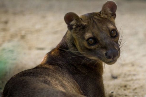 Divovska fossa Divovska fossa